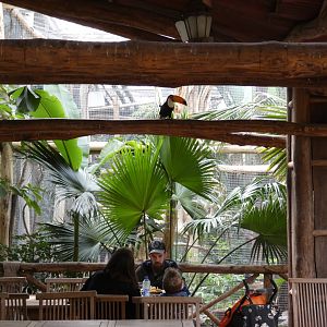 Free-flying Toco Toucan