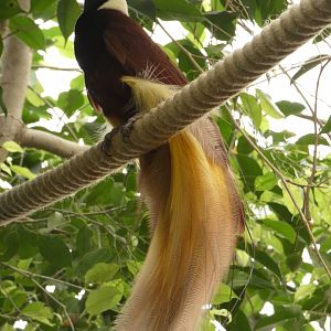 Greater Bird-of-Paradise in walk-through
