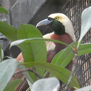 Lesser Bird-of-Paradise