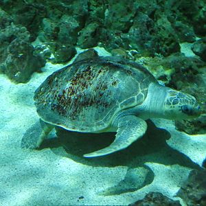 Olive Ridley Sea Turtle