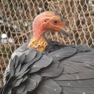 Australian Brush Turkey