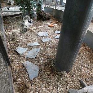 Short-beaked Echidna enclosure