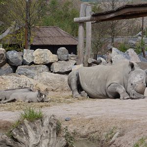 White Rhino and Warthog