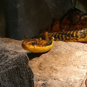 Yellow-bellied Puffing Snake