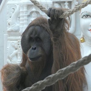 Sumatran Orang-utan male
