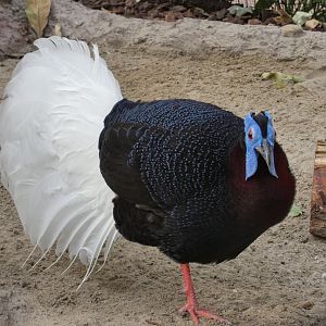 Bulwer's Pheasant