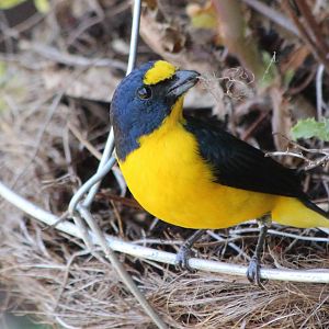 Yellow-throated Euphonia - Mar 2019