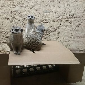 Slender-tailed Meerkats