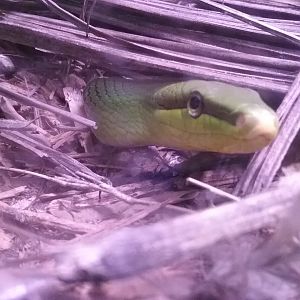 Red-tailed Rat Snake
