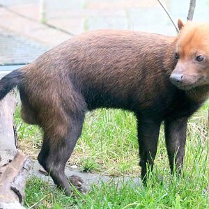 Bush dog; Colchester; 12th May 2019