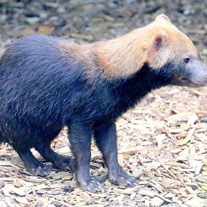 Young bush dog; Colchester; 12th May 2019