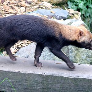 Young bush dog; Colchester; 12th May 2019