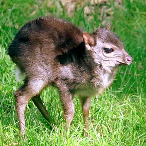 Young blue duiker; Colchester; 12th May 2019