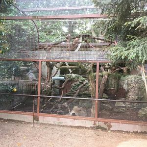 Yellow throated marten enclosure