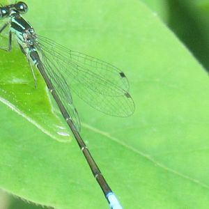 Can somebody identify