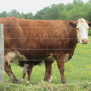 mother cow with her suckling calf