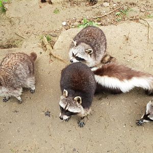 Raccoons and Skunk