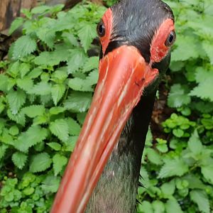 Curious Black stork