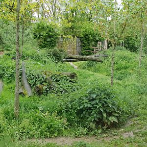 View into the Wolf-enclosure