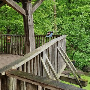 Viewing-point Wolverine-enclosure
