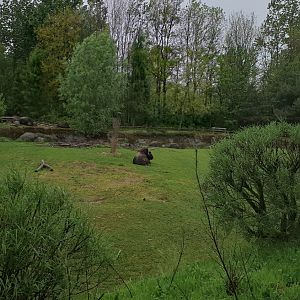Musk-ox enclosure