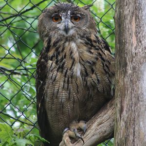 European eagle-owl
