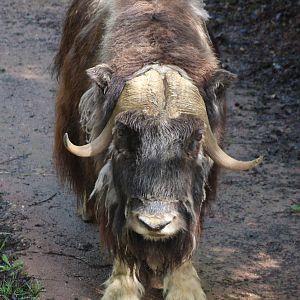 Musk-ox
