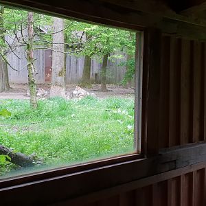 Wolf-viewing windows
