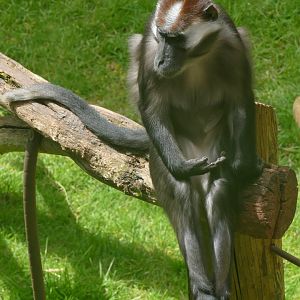 Male cherry-crowned mangabey, May 2019