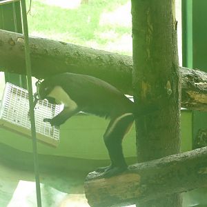 Male Diana monkey, May 2019
