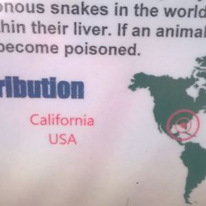 California red-sided garter snake Thamnophis sirtalis infernalis