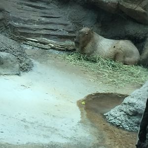 Capybara 6-23-2017