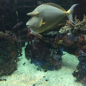 Unicorn fish 6-23-2017