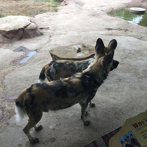 Painted dogs 6-23-2017