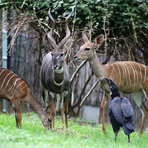 Lesser Kudu Family (and their feathered roommate)