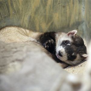 Black-footed Ferret (Mustela nigripes)