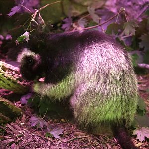 Northern Luzon Giant Cloud Rat (Phloeomys pallidus)