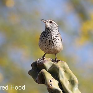 Cactus Wren (wild)
