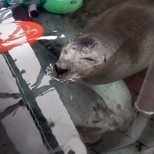 Harbor Seal - Reggae resting