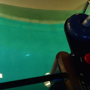 African penguin light toy