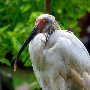 Crested ibis