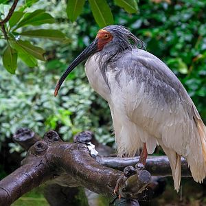 Crested ibis