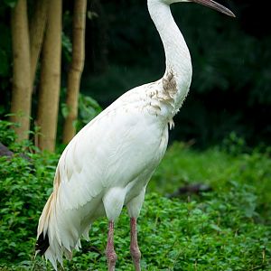 Siberian crane
