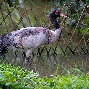 Black-necked crane