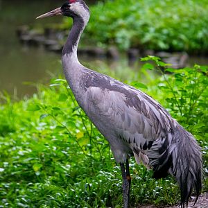 Common crane