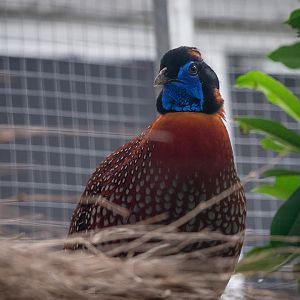 Temminck's tragopan