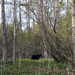 American Black Bear - Alaska