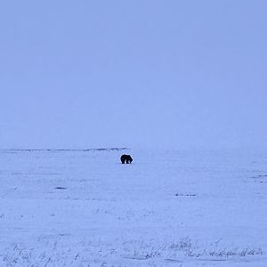 Brown Bear (Barren Ground Grizzly) - Alaska