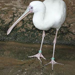 African Spoonbill
