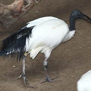 Sacred Ibis
